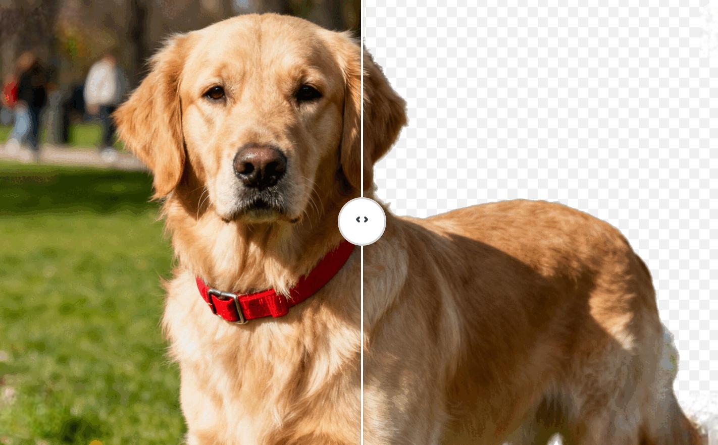 background remover pet portrait - golden retriever with red collar isolated